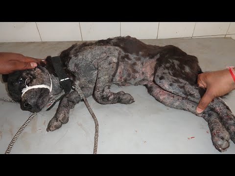 Demodectic mange in dogs ! Diagnosis and treatment !