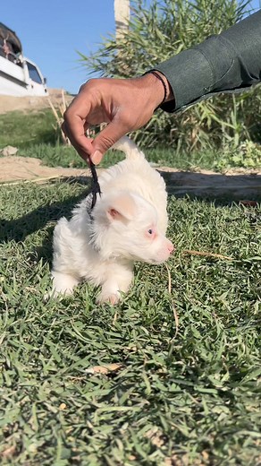 8.8K views · 345 reactions | Russian zero size cute puppy  #russiancutepuppy #russaindog | Animal Spot | Facebook