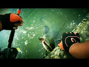 Canne MPP2 Savage gear ,moulin KOMODO KDS 364LX OKUMA en action!!!