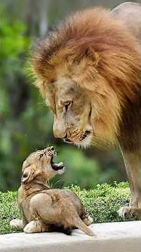 The Nkuhlu Males with Their Lionesses and Young Cubs | Kruger National Park