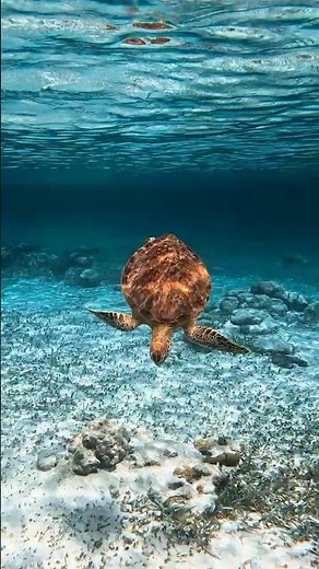 Snorkeling San Pedro Island - Belize