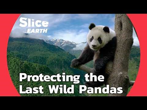 How Wild Giant Pandas Protect Entire Ecosystems: Panda's Role in Saving Biodiversity | SLICE EARTH