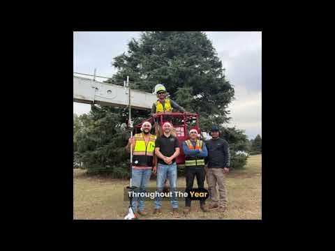 Best Tree Service in Marietta, Georgia