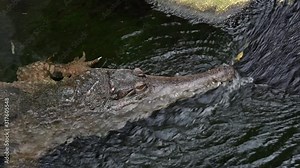 West African slender-snouted crocodile (Mecistops cataphractus) resting in water with snout near cascade
