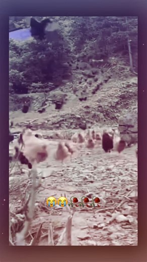 Uncrustamemes on Instagram: "🐔 Interesting fact: Chickens can recognize and remember over 100 different faces—both human and chicken. They form social hierarchies (the real “pecking order”) and remember who’s dominant or friendly long after meeting them. Even before they hatch, chicks can communicate from inside the egg. They make tiny sounds to synchronize hatching times, so the group is born together—an early survival advantage in the wild. #viral #trending #fyp #foryou #explorepage"