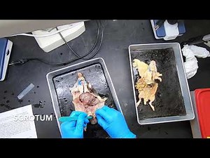 Rat Dissection 7