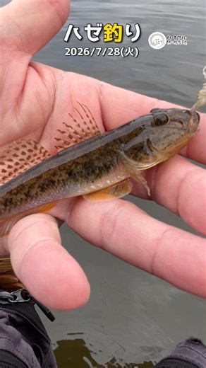 [Goby Fishing] Tips for Bait in Late July, July 28, 2026 #Shorts ②