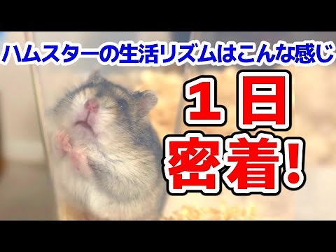 ハムスターの１日に密着！夜行性じゃない(!?)ハムスターもご紹介
