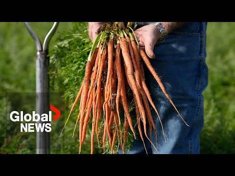Organic carrots recalled over deadly E. coli outbreak
