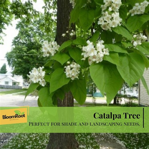 Catalpa Tree, Catalpa Bignonioides, Live Plant in Pot, Shade Tree, Landscaping, Hardy Tree, 1 Quart Pot - Etsy