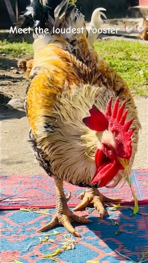 Meet the loudest rooster in the neighborhood 🐓🐓#rooster #chicken #ytshorts #shorts