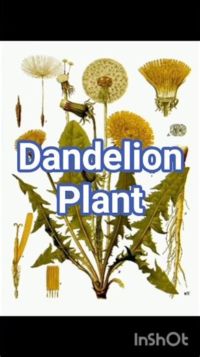 • Dandelion Plant Scientific Fact | B.Sc Botany #ytshorts #viral #shortsfeed #shortvideo #shorts