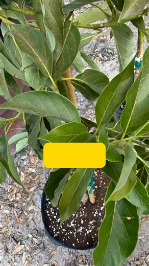 Be on the lookout for spider mites! Spider mites tend to prefer hot, dry conditions, and even though we just had a cold snap, things have been very dry lately, which can still favor mite activity. Here’s a close-up look at spider mites on avocado. Most spider mites usually hang out on the underside of leaves, but avocado mites are a notable exception and are often found feeding on the top of the leaf. In this clip, you can actually see a male and female spider mite mating. Spider mites use a rep