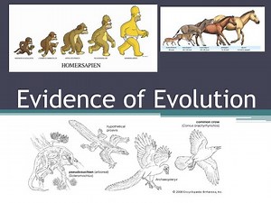 Evidence of Evolution - SlideServe