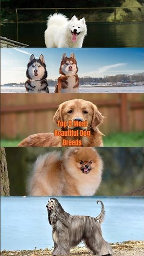 Top 5 Most Beautiful Dog Breeds in the World 🐕✨ | Cutest Dogs Ever! Part 1