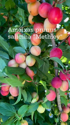Eu não sei ao certo mas acho que as ameixas são prunus salicina “Methley”. Ótimas para comer in nature ou fazer geleia #ameixas #fruittrees #prunus #methley #frutasfrescas | Pássaros, insetos, árvores, e flores