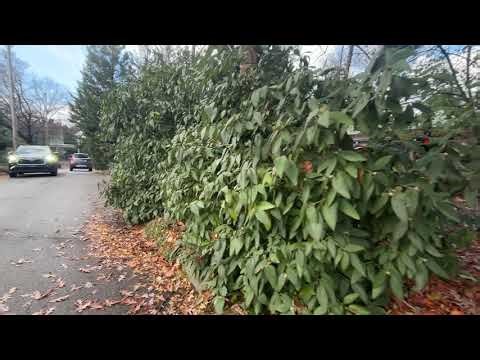 Chatham University 4K Walk Tour - 🇺🇸Pittsburgh, PA