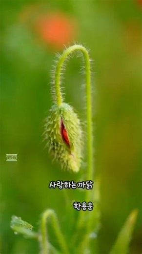 (시낭송)사랑하는까닭/한용운