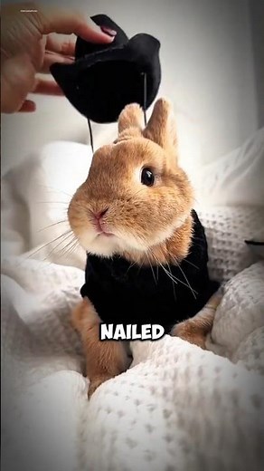 Netherland Dwarf Rabbits Tiny Divas with Big Personalities #NetherlandDwarfRabbit #TinyButMighty