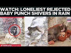 WATCH: ABANDONED BABY Monkey 'Punch' Cries For Help In Heavy Rain At Ichikawa City Zoo | World News