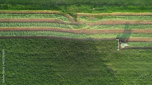 A farmer in northeast Wisconsin cuts a field of triticale. Triticale combines the yield potential and grain quality of wheat with the disease and environmental tolerance of rye.