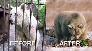 This is FiFi the bear, before and after she was rescued from a lifetime of abuse. Fifi spent more than ten years at a roadside zoo, forced to perform tricks. After the zoo closed, she was kept in a tiny cage for another twenty years. Today, this is what she looks like. | IFLScience