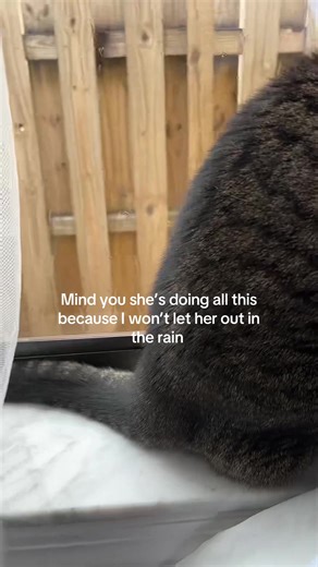 but if I let her out in the rain she’s gonna get mad that she’s wet | girly meow