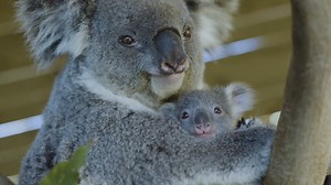 497K views · 67K reactions |  Most adorable Koala joey ever emerges from pouch  So excited to announce the arrival of a fluffy little bundle of joy to our amazing Koala Mother 'Grace'. This adorable little boy finally decided to emerge from the pouch to say hello to the outside world. It sure was worth the wait to meet him. | Symbio Wildlife Park | Facebook