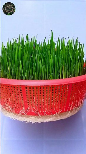 How to Grow Wheatgrass Without Soil in 7 Days #shorts #gardening #tips