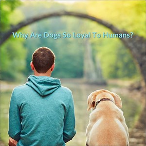 11K views · 360 reactions | Have you ever wondered why dogs are so loyal to humans?  | Cuteness | Facebook