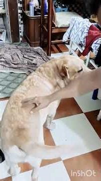 Alphas training for sniffing and searching items.... #labrador #shortvideos #trending #viralvideos