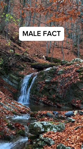 when you both are talking and he randomly starts smiling at you. #reel #everyonehighlights #reelschallenge #everyonefollowers #psychologyfact #everyone #followers #fblifestyle | Psychology Daily Facts