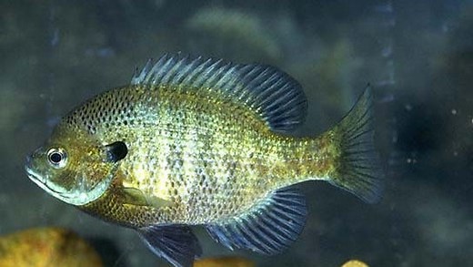 Cape Coral canals are filled with fish. Here are six you can try to catch