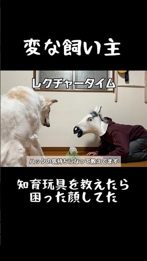 I tried teaching my Borzoi how to use an educational toy, and he looked confused. #Borzoi #LifeWi...