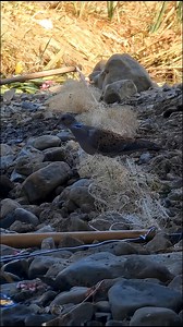 Silent, simple, and effective 🪶🪤 The bird net trap has been used for generations as a survival skill in the wild #SurvivalSkills #BirdTrap #BushcraftLife #PrimitiveSkills #OutdoorAdventure | Gettiz