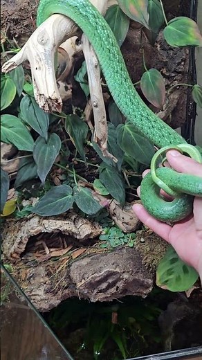 rhino rat snake #reptiles #rhino rat snake #paludarium #terrarium
