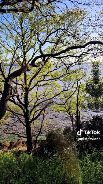Exploring Shotley Gate Woodlands in Suffolk