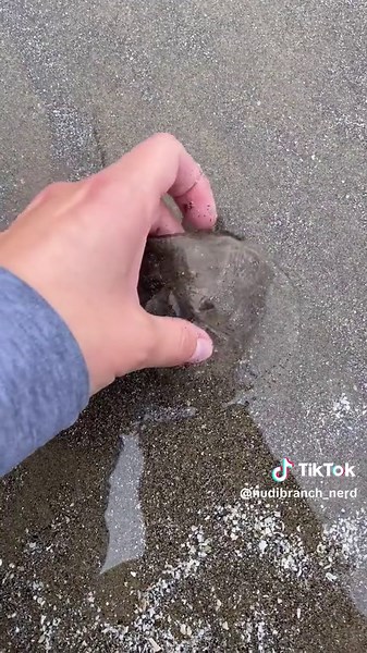 Safe Tidepooling Practices and Interacting with Tidepool Creatures