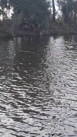 Brining Fish for Perfect Flavor and Preservation