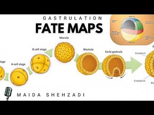 Gastrulation of fate maps || Lec by Maida || PUACP