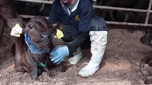 How a Japanese farm is keeping cows cool in record heat