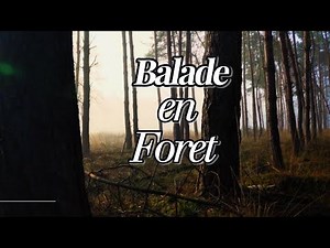 Promenade en Forêt - Meilleure Musique Ambiante & Relaxante