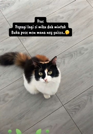 Simiku gorgon #anakbulus#nasibsayang