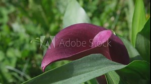 Purple Calla Lily flower close up with green leaves, selective focus. Calla flower pot macro photo. Sunlight on the purple flower petal