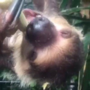 You all seemed so excited about Enrique and Natja, the sloths, being back on-show that we thought it was only fair to share this short video with you :) | Belfast Zoo