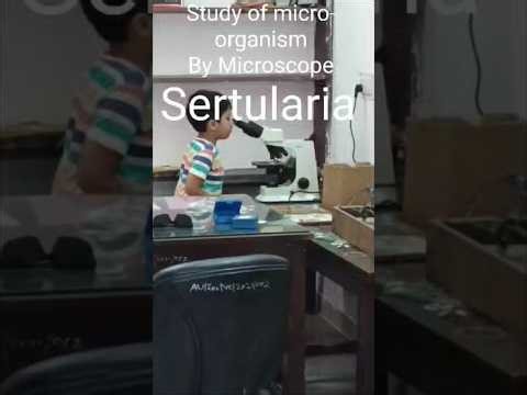 Tatto #eurovision #music #newmusic #kids