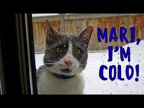 Mari I’m Cold- Talking Cat Compilations 2020