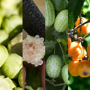 ¿Te gustaría transformar tu jardín en un exótico oasis? 🌺🥑 Cultivar variedades de frutas y verduras exóticas nos ofrece oportunidades de enriquecimiento tanto culinario como visual. No solo llaman la atención, sino que nos invitan a soñar con lugares lejanos. 🌅 ¿Qué plantas exóticas han echado ya raíces en tu jardín? 🌵 | Bosch DIY and Garden