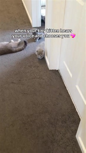 British shorthair kittens #britishorthairkitten