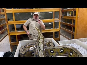 ANGRY RETICULATED PYTHON with EGGs at Prehistoric Pets!